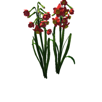 Flower Narcissus tazetta4_1